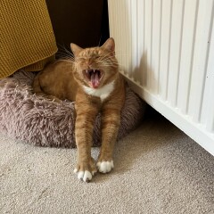 Where is the most awkward or inconvenient place your cat sleeps?