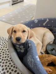 Puppy stomach upset - when to call the vet?