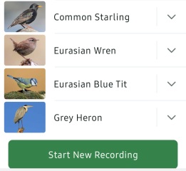 Merlin App Appreciation plus General Birding Chat