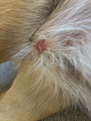 Lump on my dogs stomach