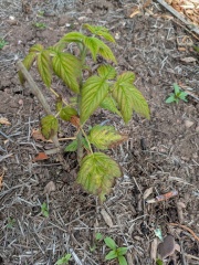 Anyone know what's wrong with my raspberries?