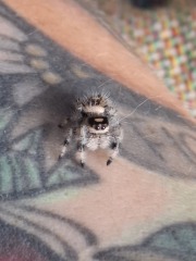 My new jumping spider.