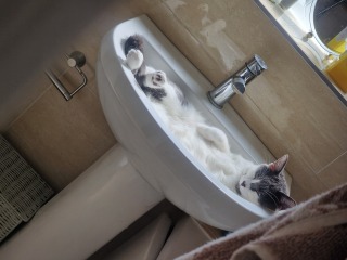 Where is the most awkward or inconvenient place your cat sleeps?