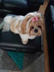 What breed of dog wouldn’t you have again?