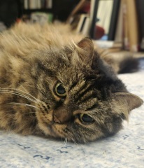 To show you my cat and her kittens for distraction and stress relief purposes?