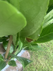 Is this acceptable? Cherry Laurel help!