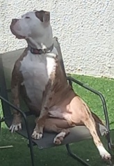 Dog nextdoor
