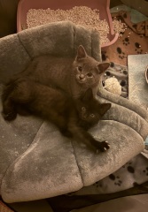 Bringing home 2 kittens on Sunday - what have I forgotten?!