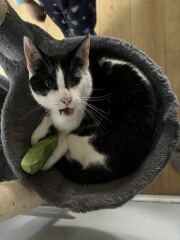 The One after the One where the Excellent Cats posed for a calendar