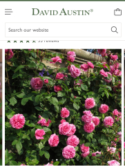 Please can you ID this rose?