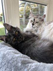 To show you my cat and her kittens for distraction and stress relief purposes?