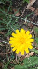 Plant (weed?) I.D