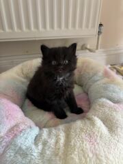 Fostering a mum and 3 tiny kittens