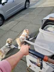 What breed of dog wouldn’t you have again?