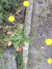 Plant (weed?) I.D