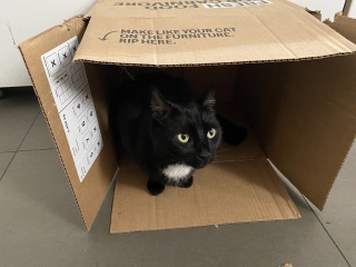 The One after the One where the Excellent Cats posed for a calendar