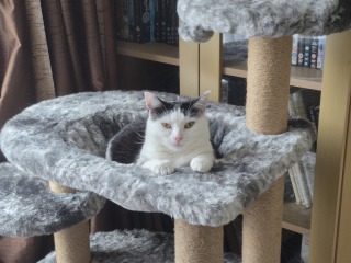 Roond and roond and up and doon - the Excellent Cats roam aboot