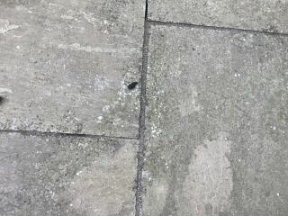 Is this hedgehog poo?