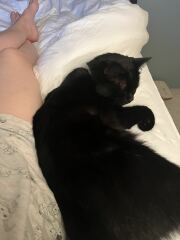 The One after the One where the Excellent Cats posed for a calendar