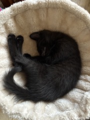 Bringing home 2 kittens on Sunday - what have I forgotten?!