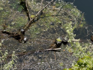 Come and tell us your dull and unexciting news 33: Calmly through the day