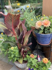 Anyone else planting a jungle/tropical garden?