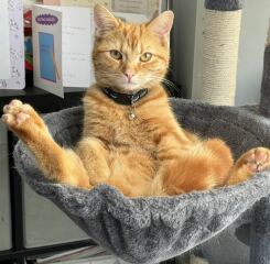 Roond and roond and up and doon - the Excellent Cats roam aboot