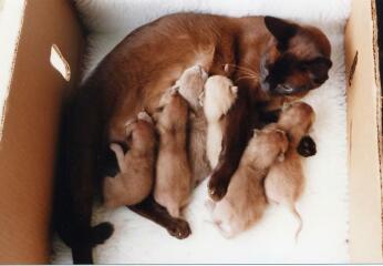 To show you my cat and her kittens for distraction and stress relief purposes?