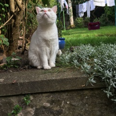 Is it just my white cat?