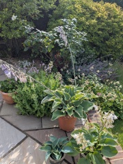 More hosta trouble