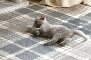 To show you my cat and her kittens for distraction and stress relief purposes?