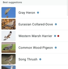 Merlin App Appreciation plus General Birding Chat
