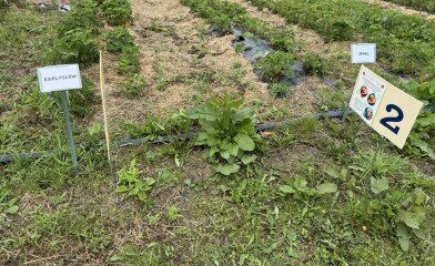 Come and tell us your dull and unexciting news 33: Calmly through the day