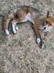 Can we talk about my fox family please?