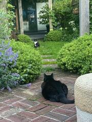 To show you my cat and her kittens for distraction and stress relief purposes?