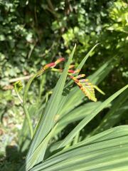 Crocosmia “lucifer” not flowering this year