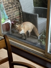 Can we talk about my fox family please?