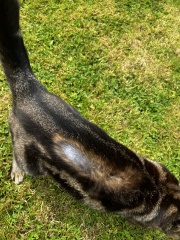 Something “shaved” my cat!