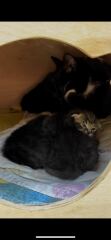 I think this cat is pregnant. What do I do?