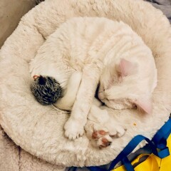 Where is the most awkward or inconvenient place your cat sleeps?