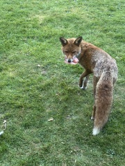 Can we talk about my fox family please?