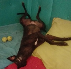 Dogs everywhere!