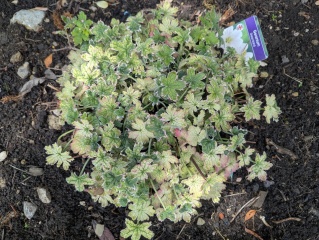 What's wrong with my Dreamland hardy geranium?