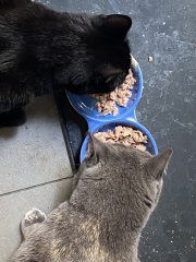 The One after the One where the Excellent Cats posed for a calendar