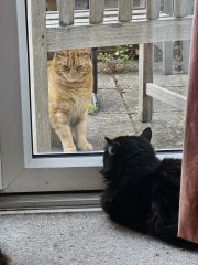 Roond and roond and up and doon - the Excellent Cats roam aboot