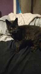 Roond and roond and up and doon - the Excellent Cats roam aboot