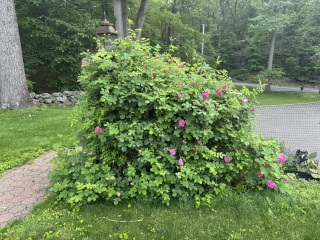 Come and tell us your dull and unexciting news 33: Calmly through the day