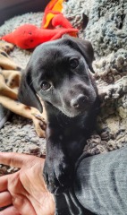 Adolescent Dog Survival Thread - for teenage dirtbags