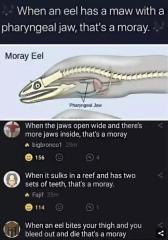 This made me howl laughing.  Anyone else heard a funny joke or seen a funny meme?