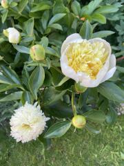 Is gardening outdated